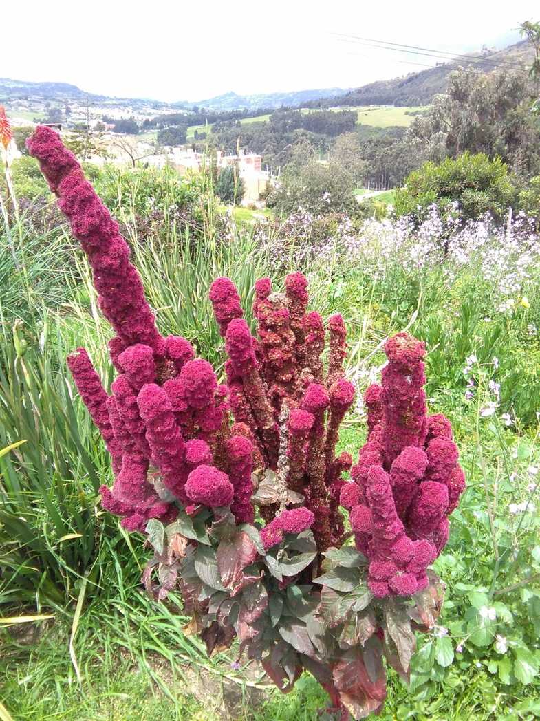 Chenopodium quinoa
