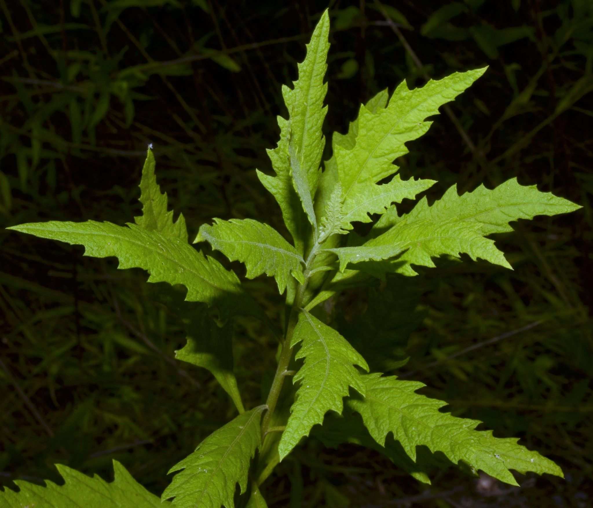 Chenopodium sp.