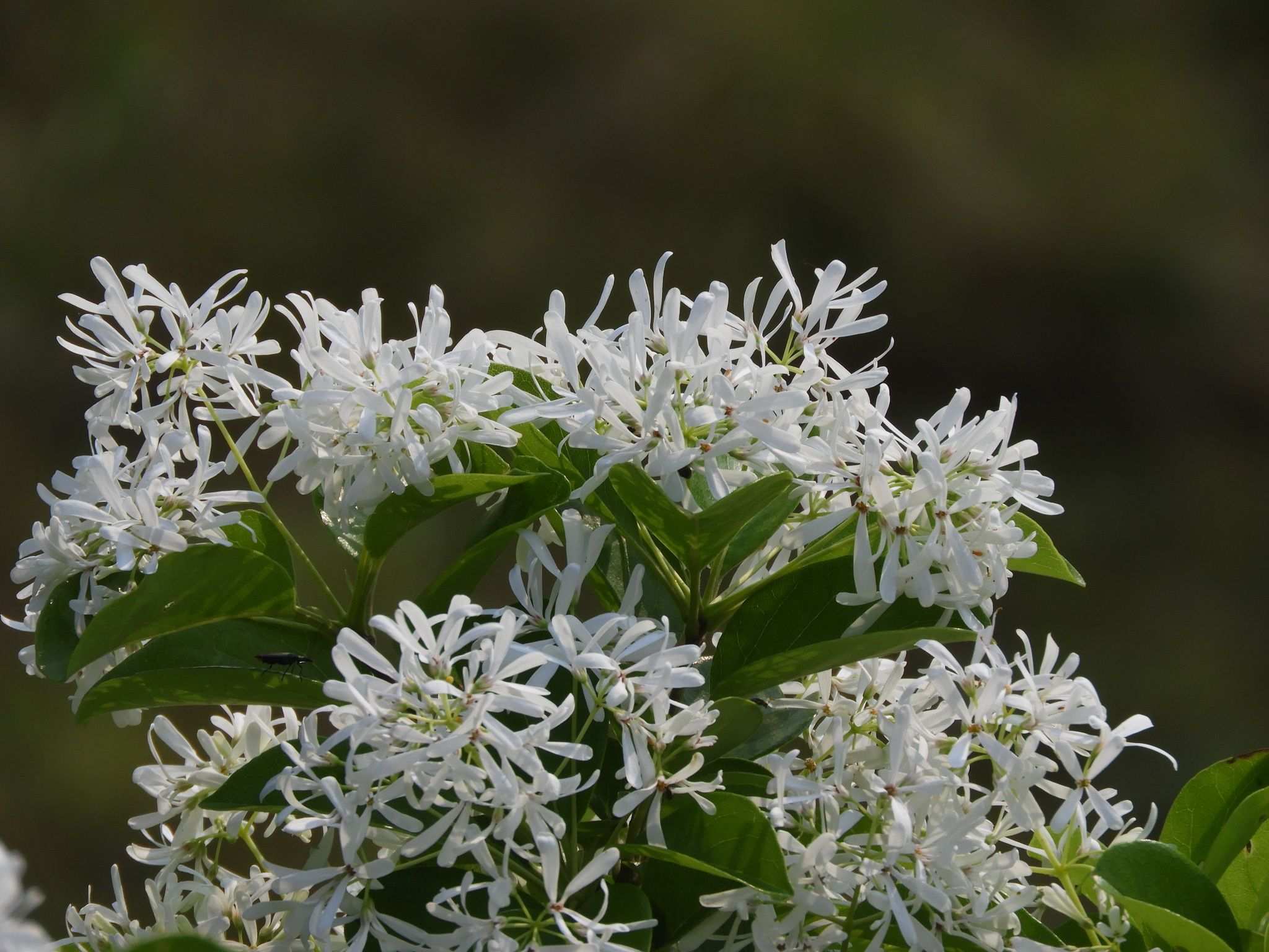 Chionanthus retusus