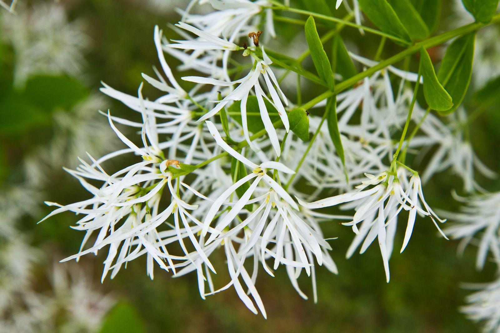 Chionanthus virginicus