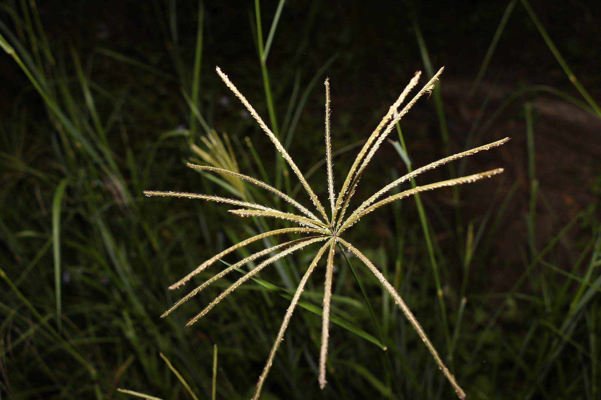 Chloris gayana