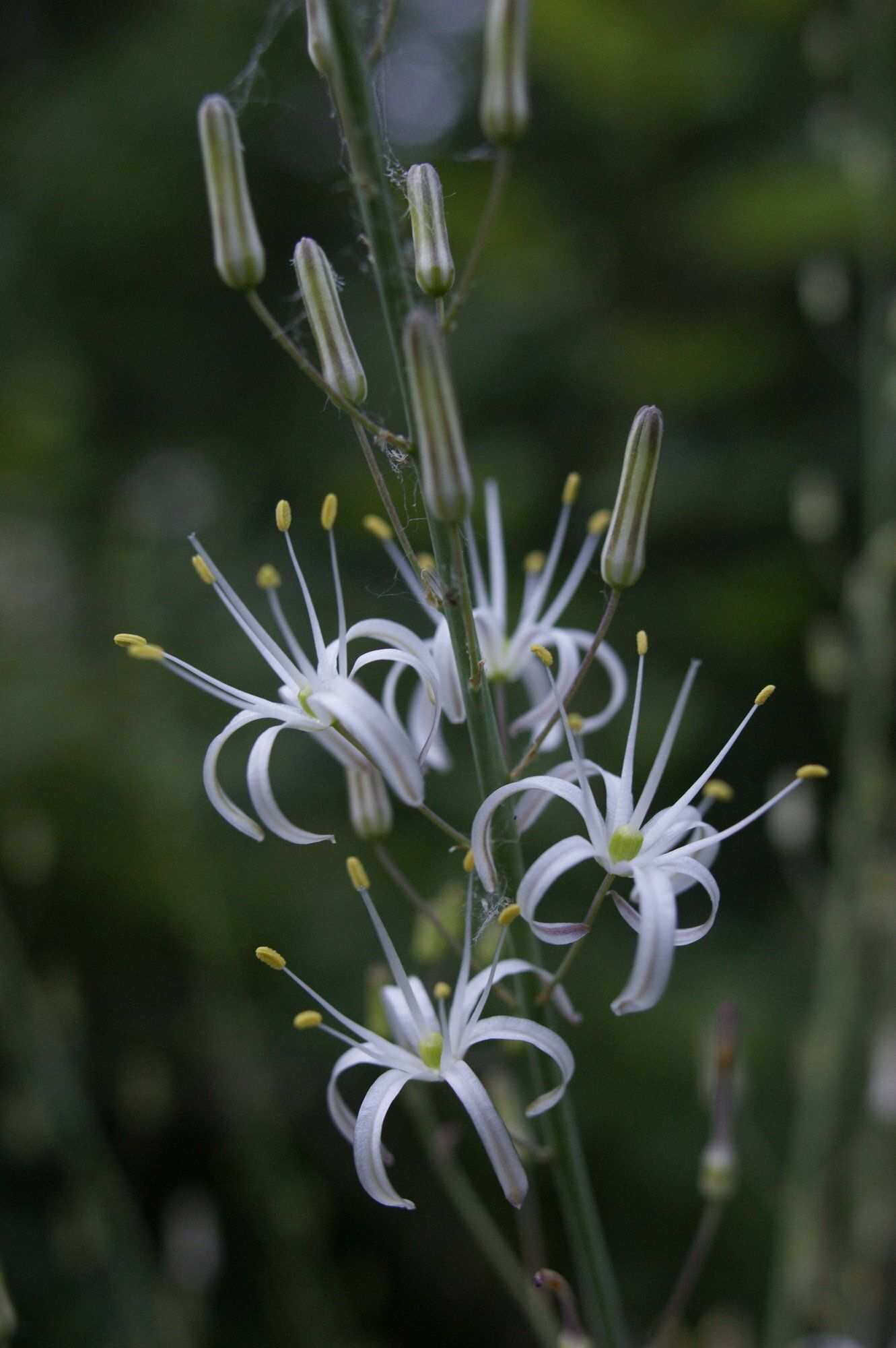 Chlorogalum pomeridianum