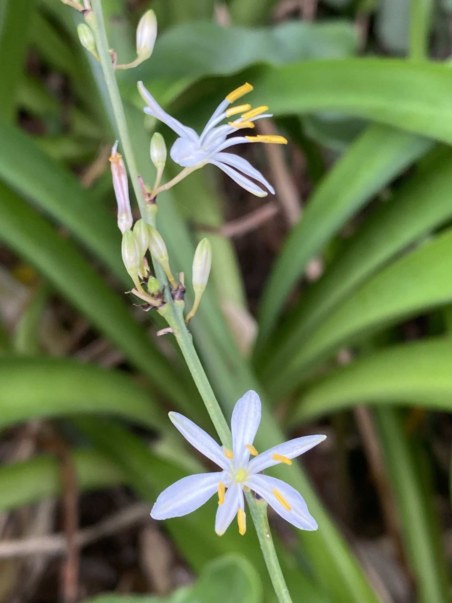 Chlorophytum comosum