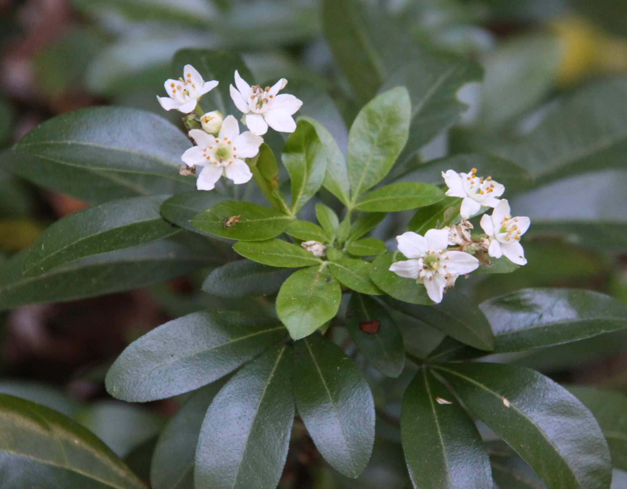 Choisya ternata