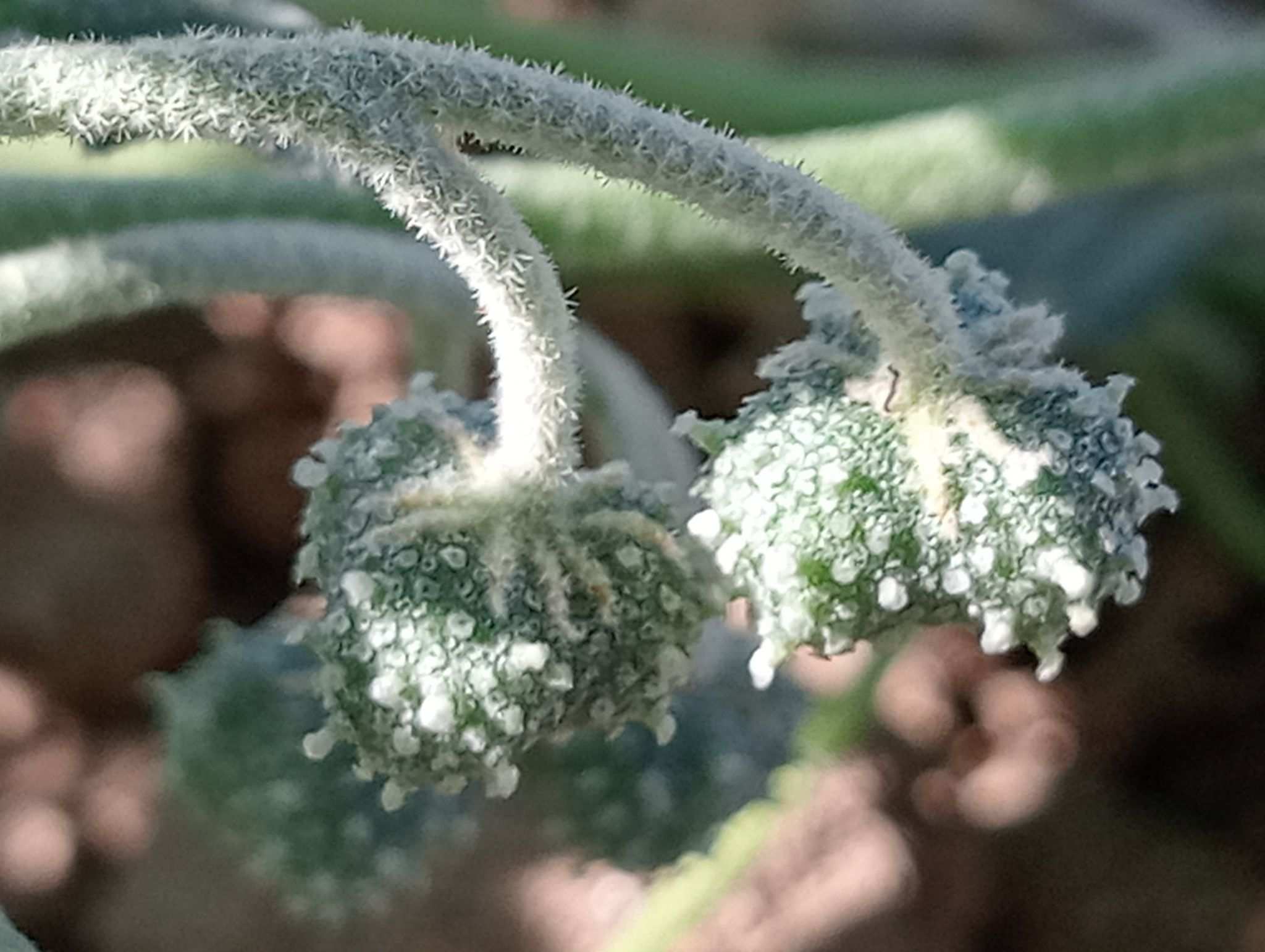 Chrozophora tinctoria
