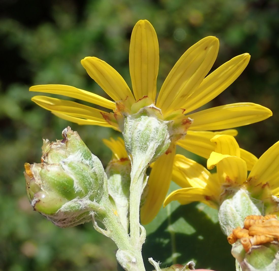 Chrysanthemoides monilifera