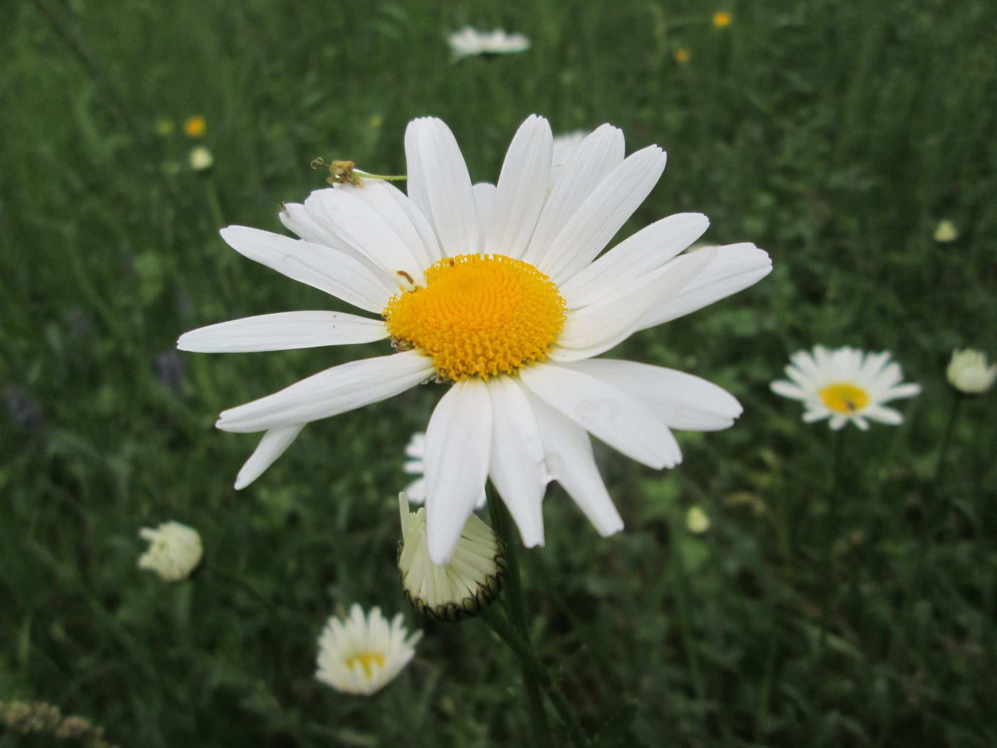 Chrysanthemum