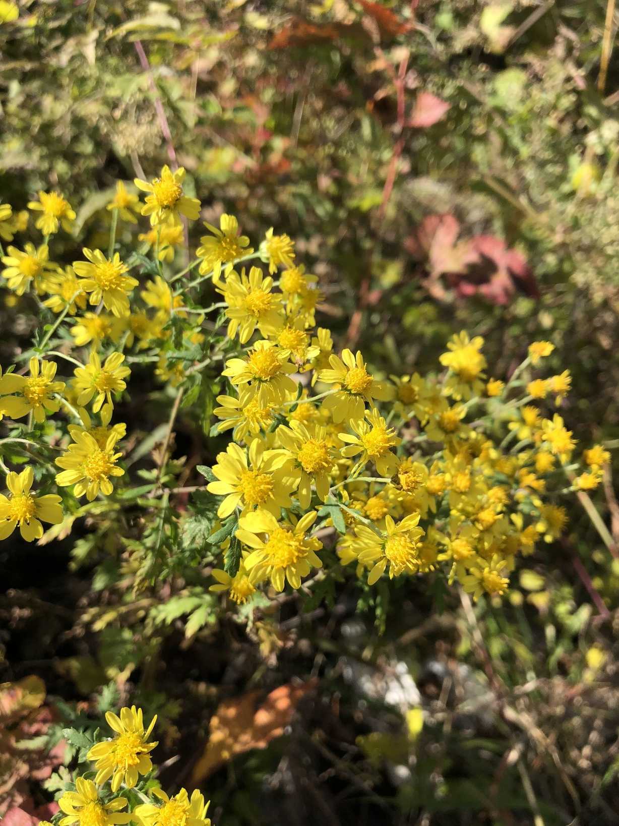 Chrysanthemum boreale