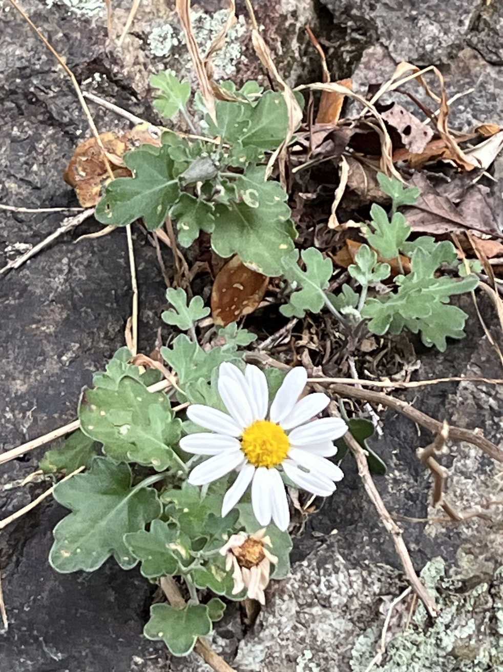 Chrysanthemum japonense