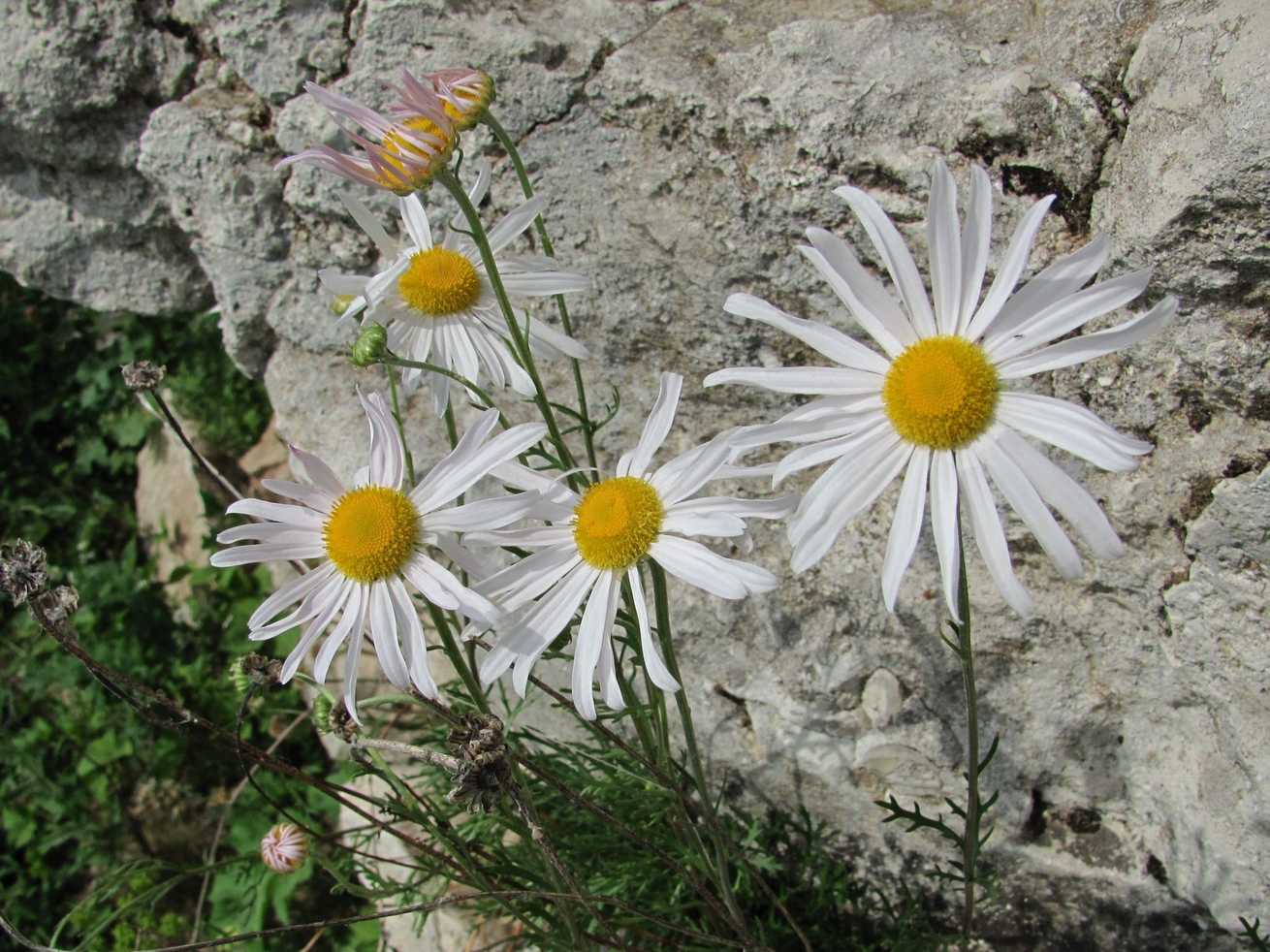 Chrysanthemum weyrichii