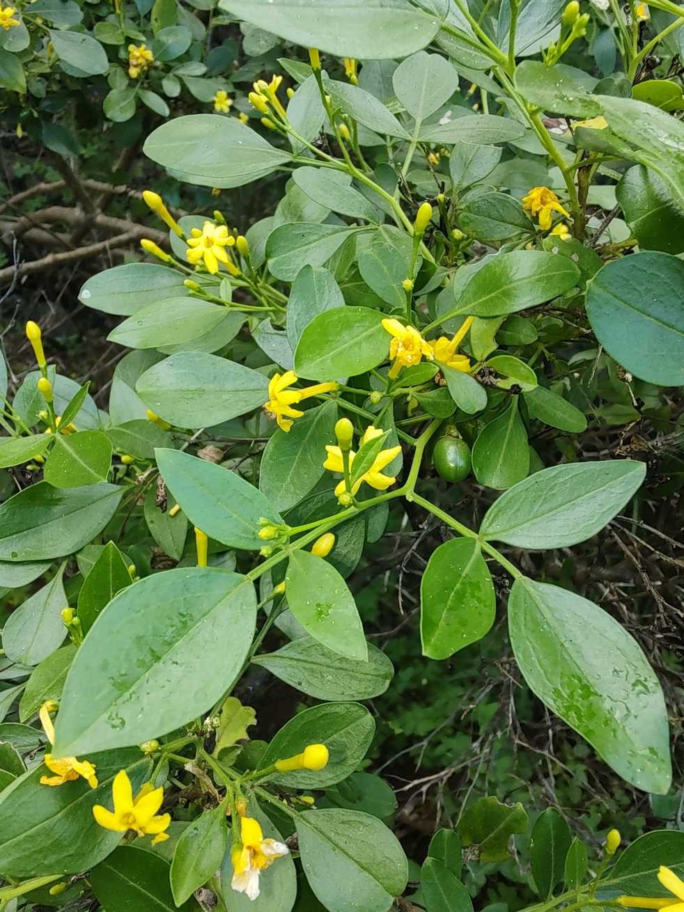 Chrysojasminum odoratissimum
