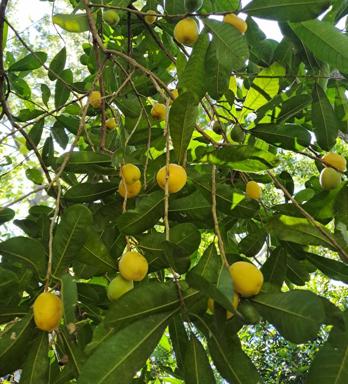 Chrysophyllum gonocarpum