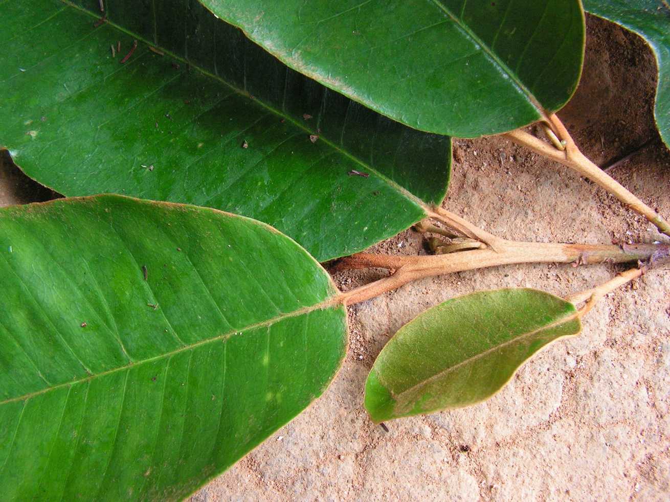 Chrysophyllum sp.