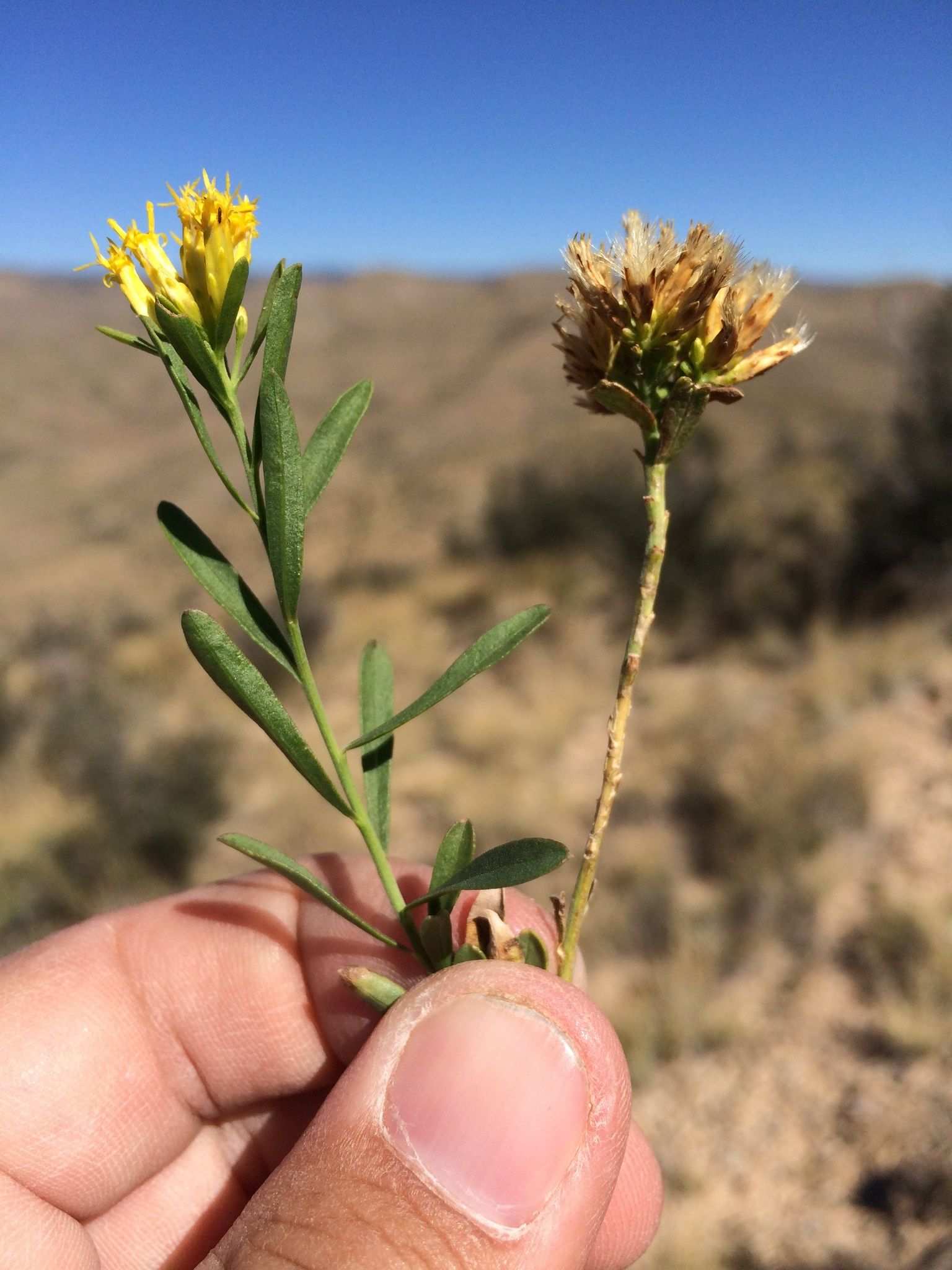 Chrysothamnus sp.