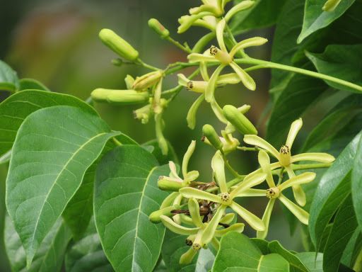 Chukrasia tabularis