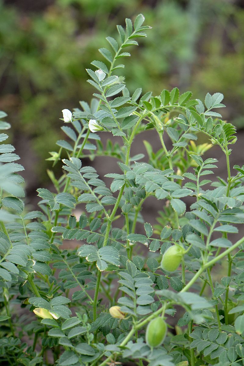 Cicer arietinum