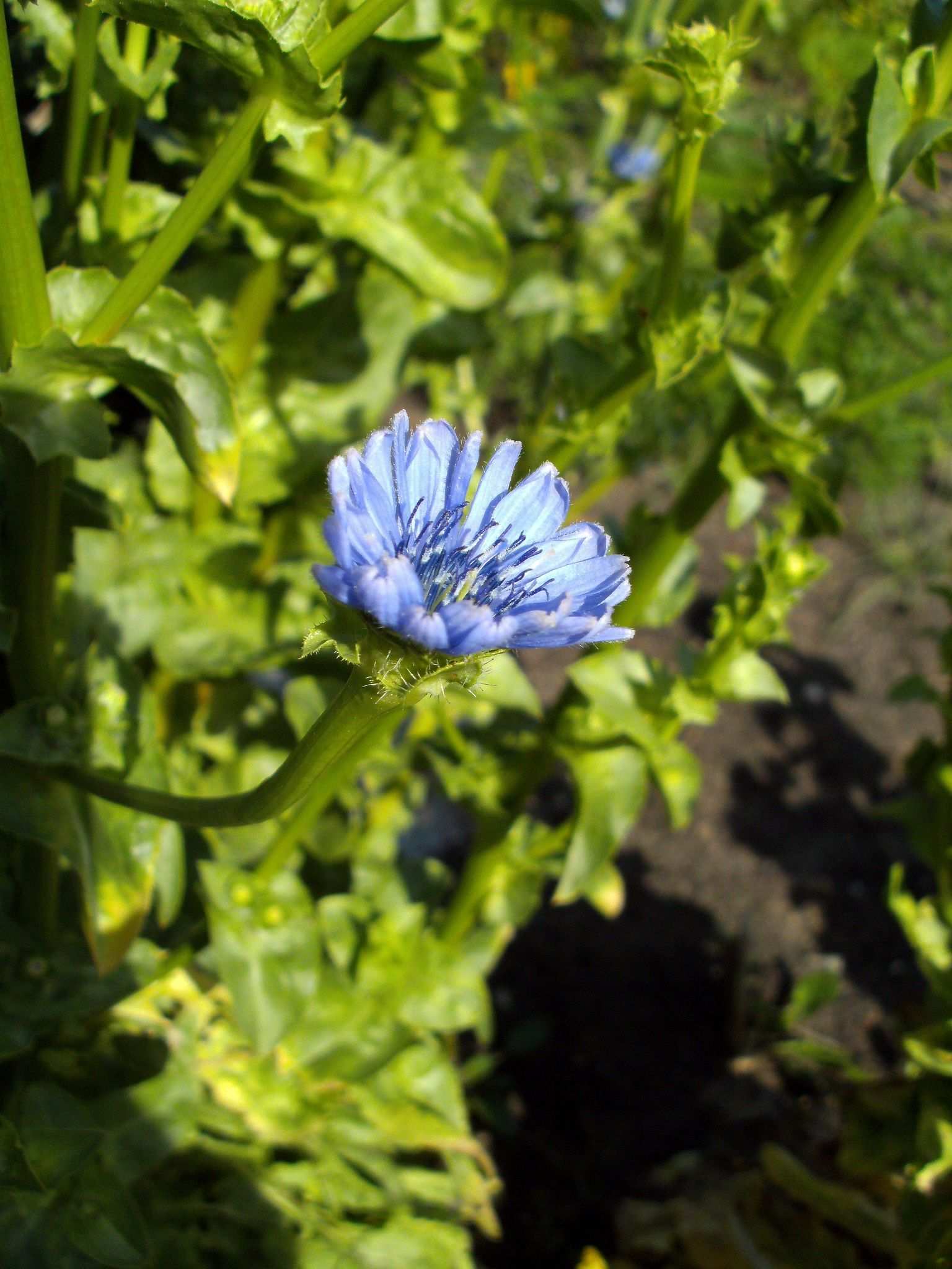 Cichorium endivia