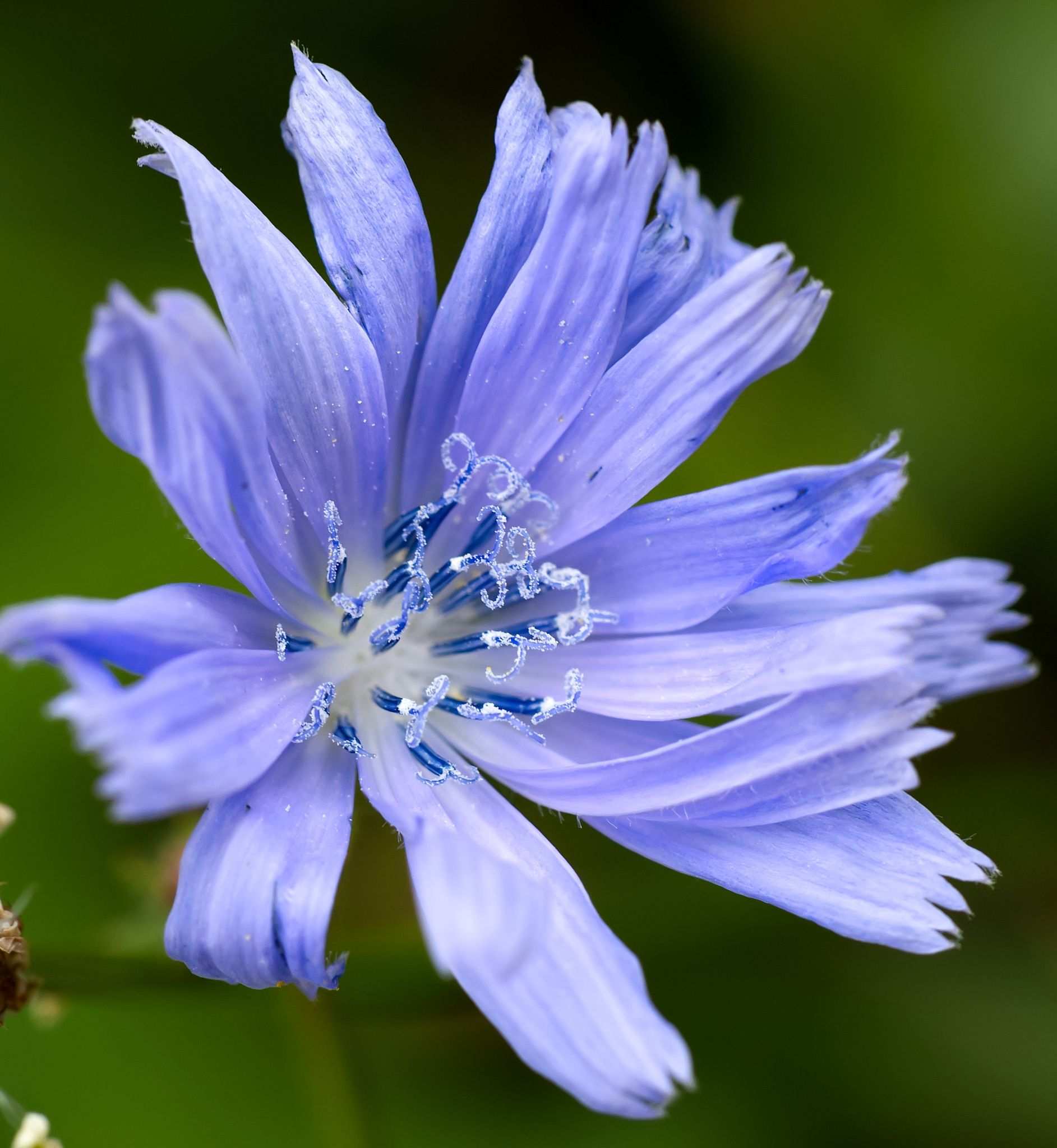 Cichorium intybus