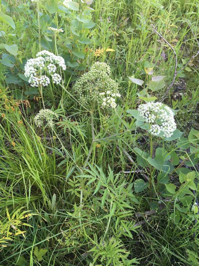 Cicuta maculata