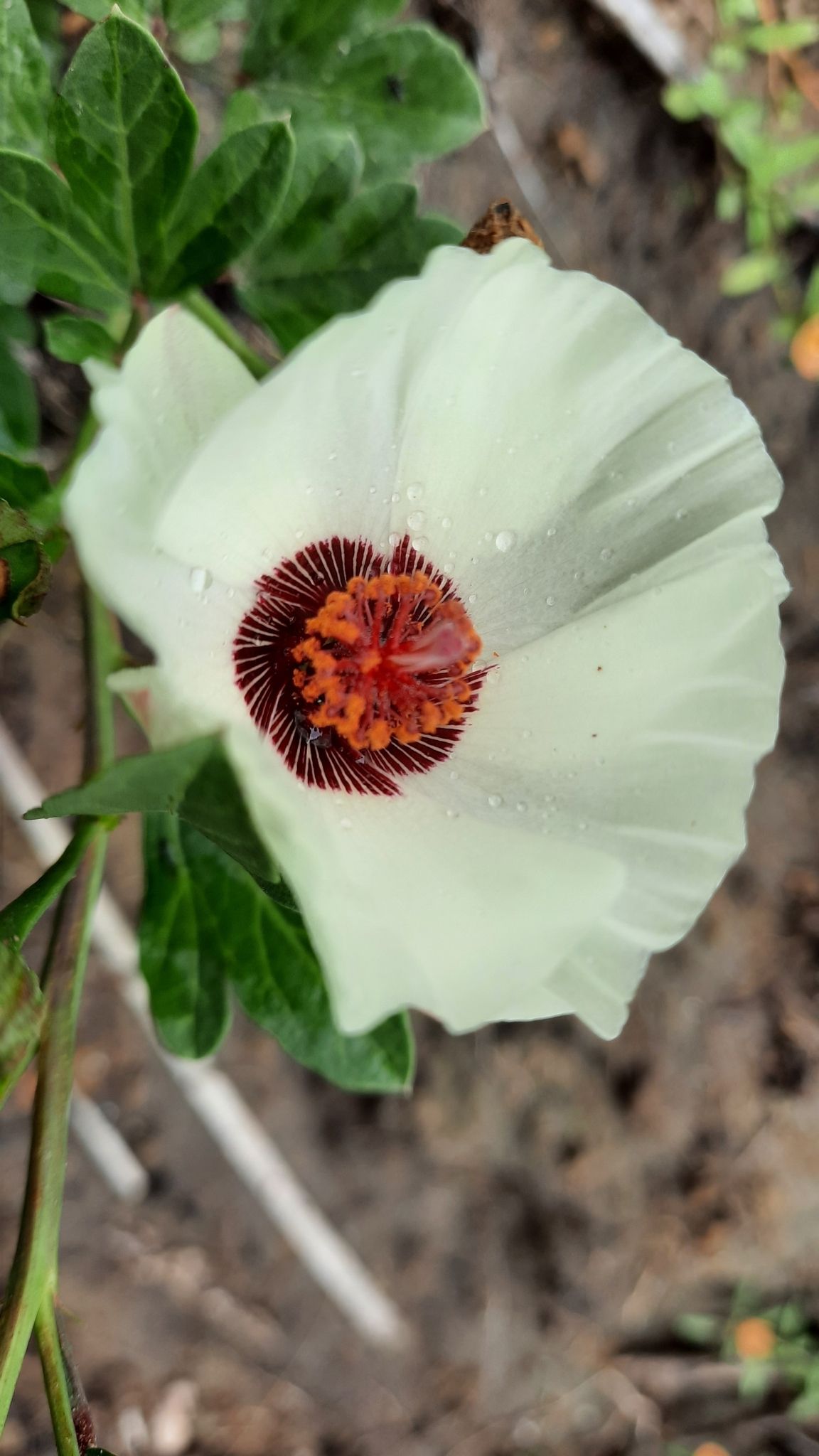 Cienfuegosia rosei