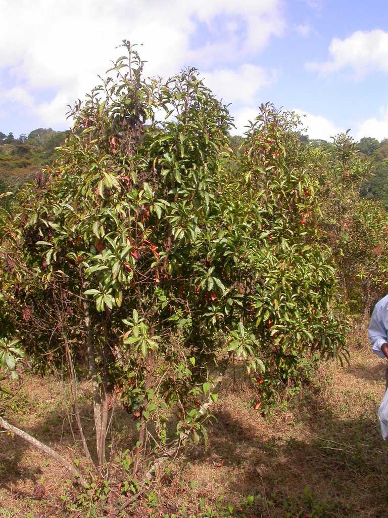 Cinchona officinalis