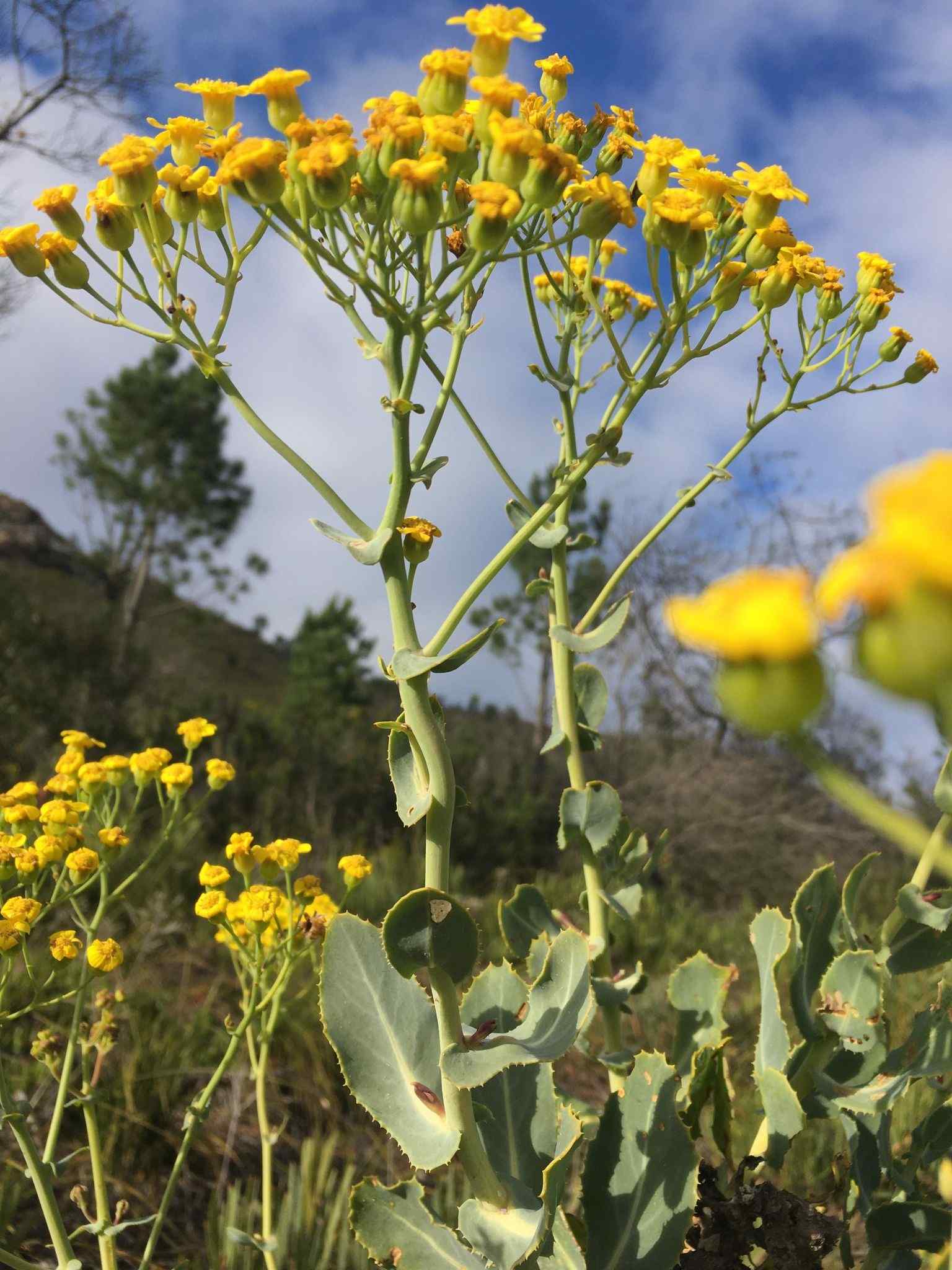 Cineraria sp.