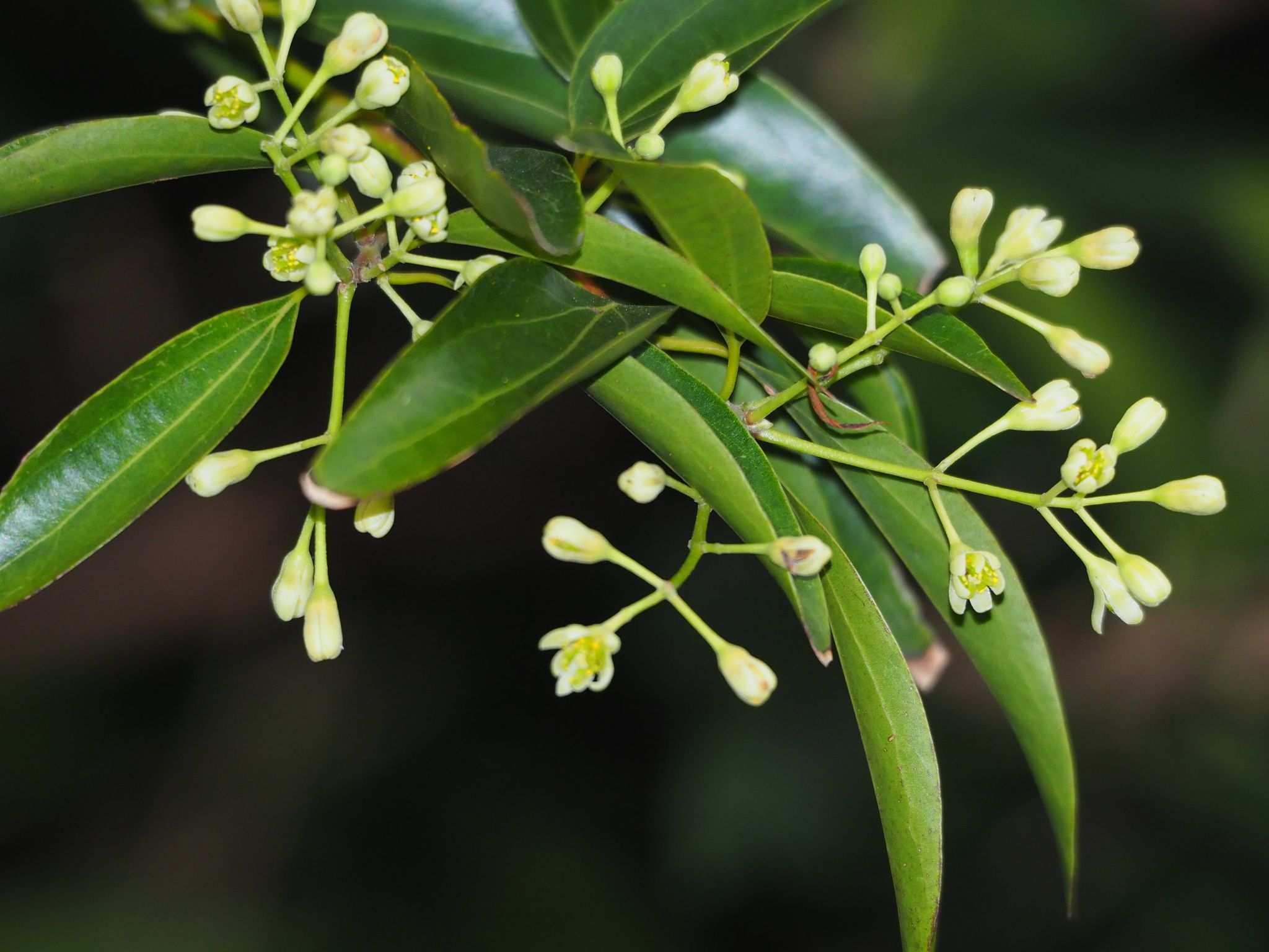 Cinnamomum burmanni