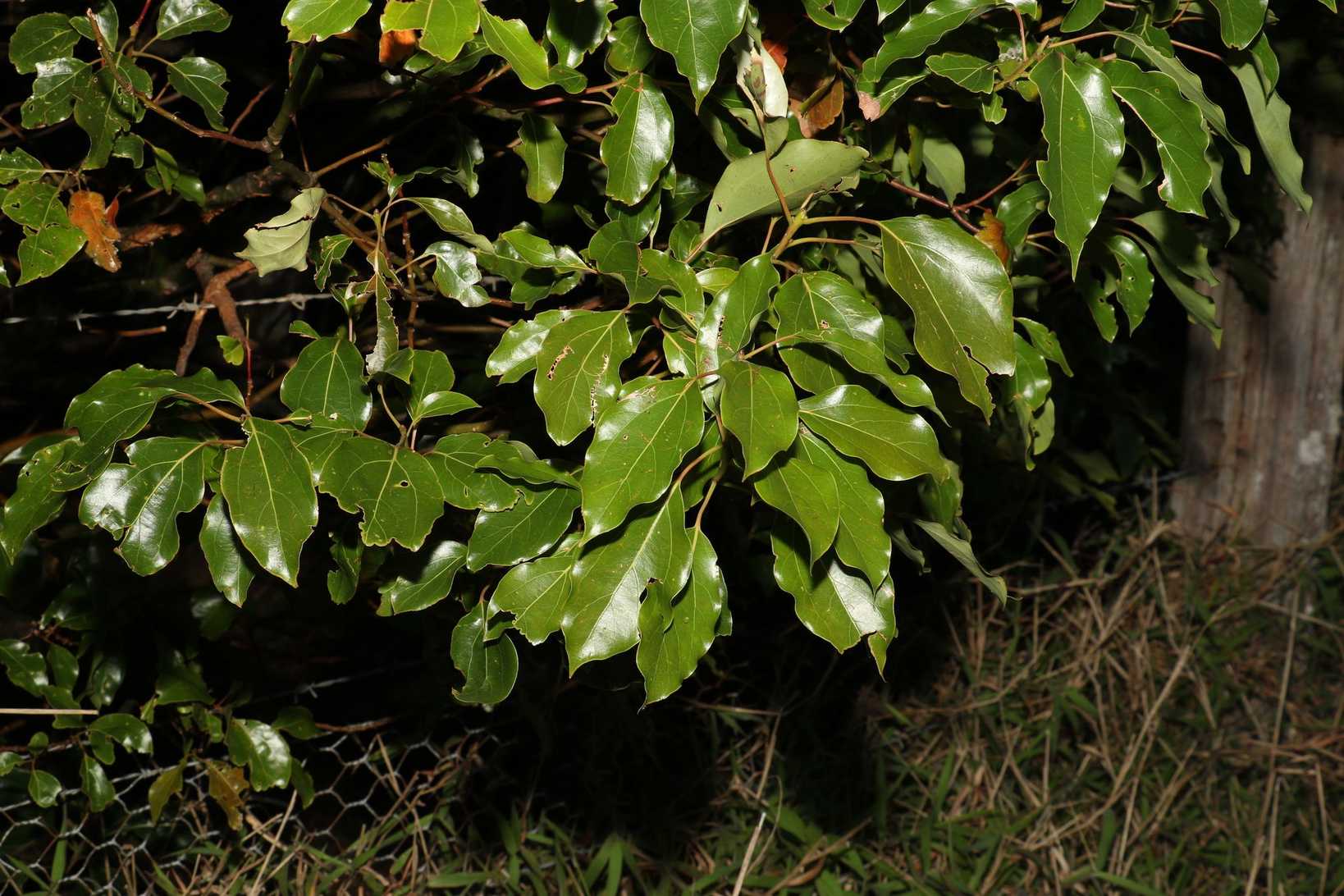Cinnamomum camphora