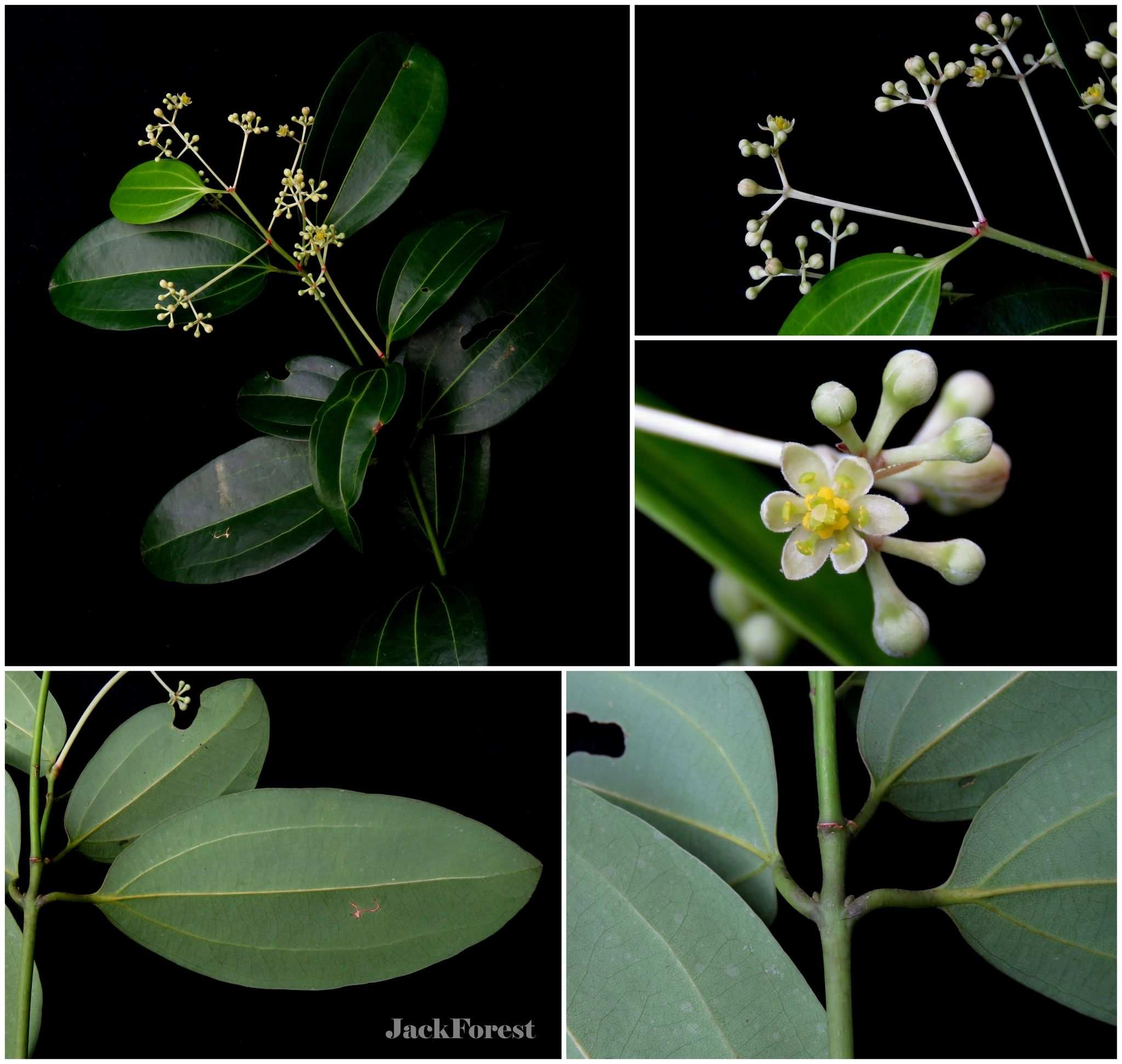 Cinnamomum verum