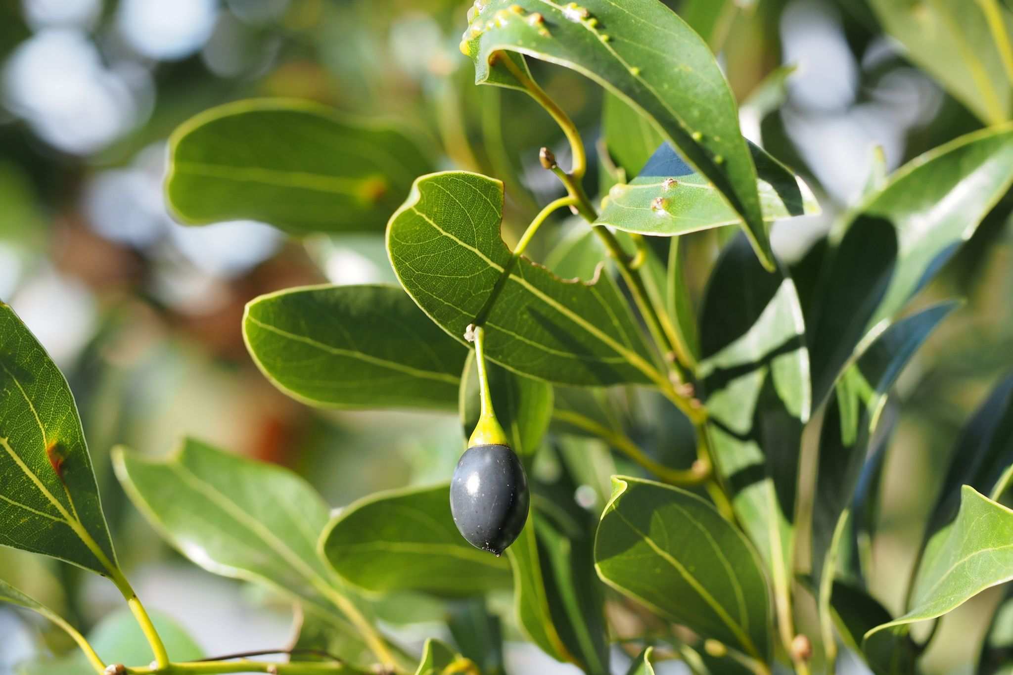Cinnamomum yabunikkei