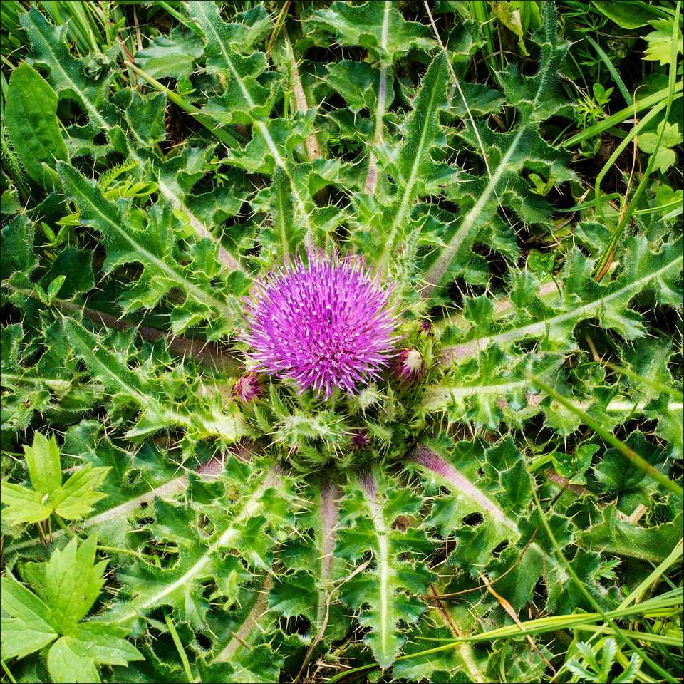 Cirsium acaule