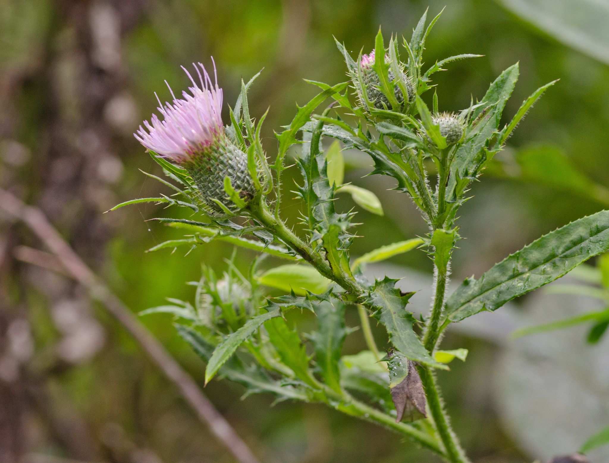 Cirsium altissimum