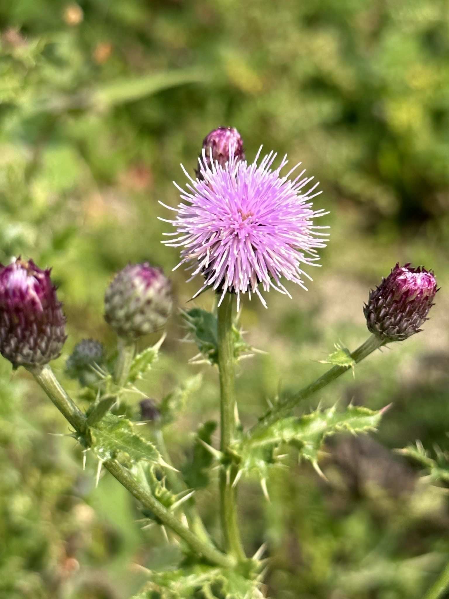Cirsium arvense
