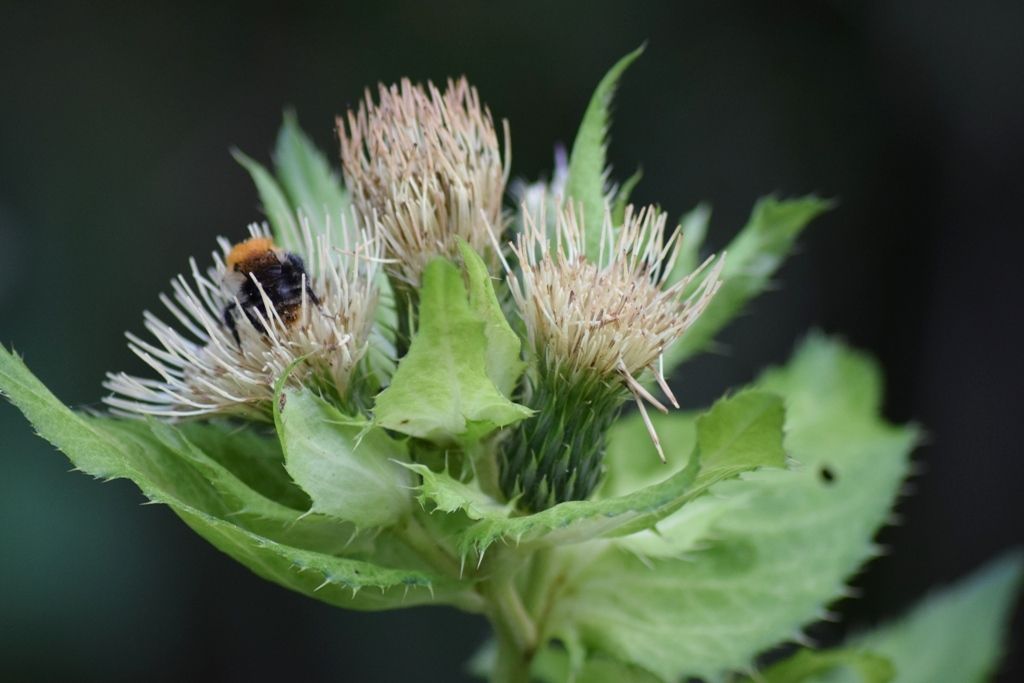 Cirsium oleraceum