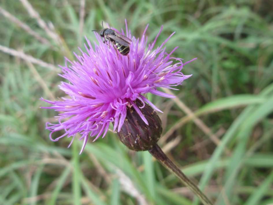 Cirsium setidens