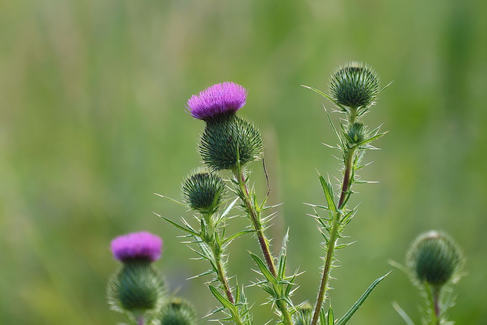 Cirsium vulgare