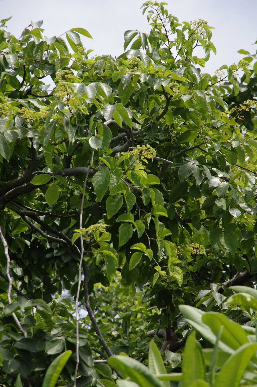 Cissus rhombifolia