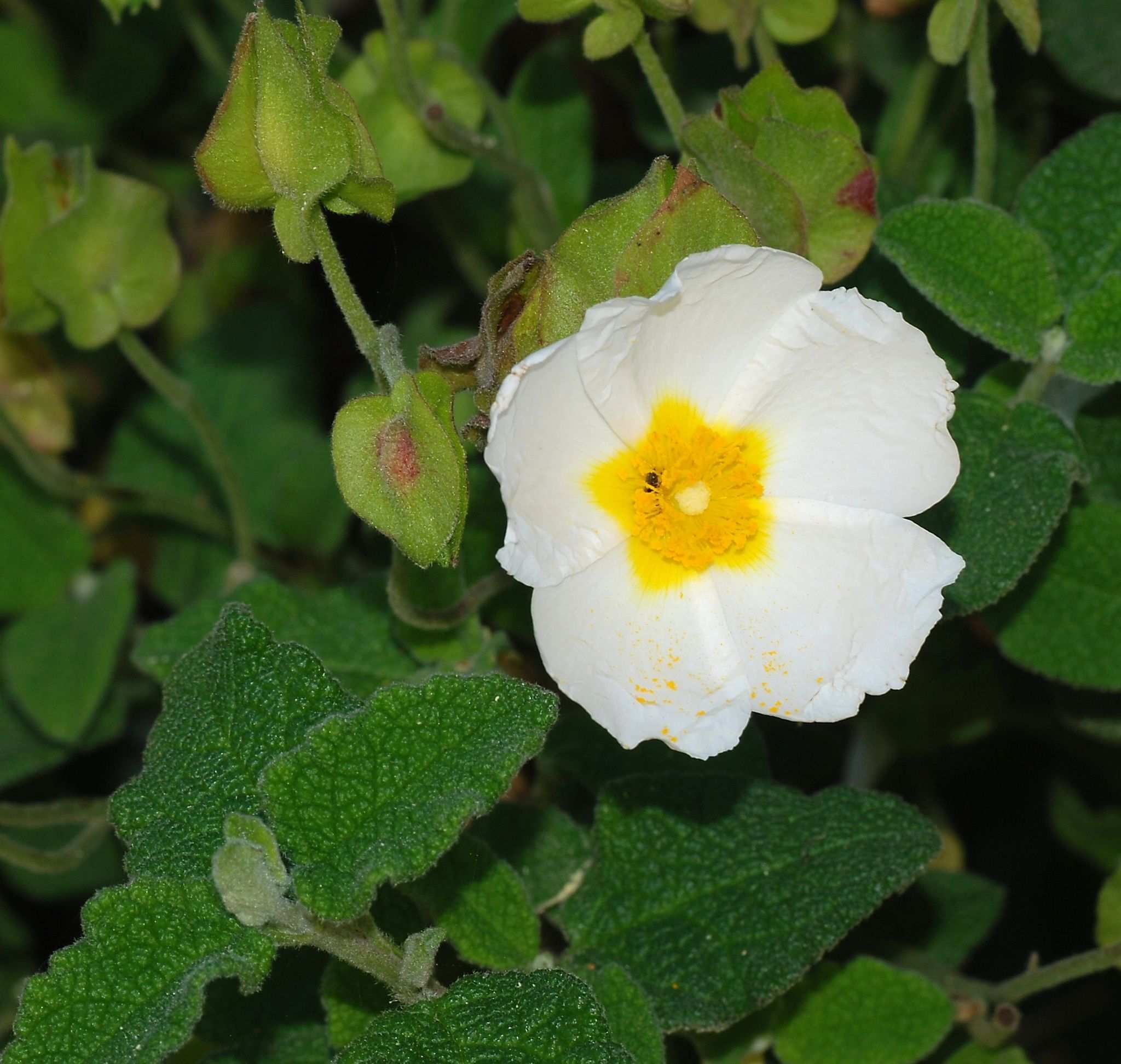 Cistus