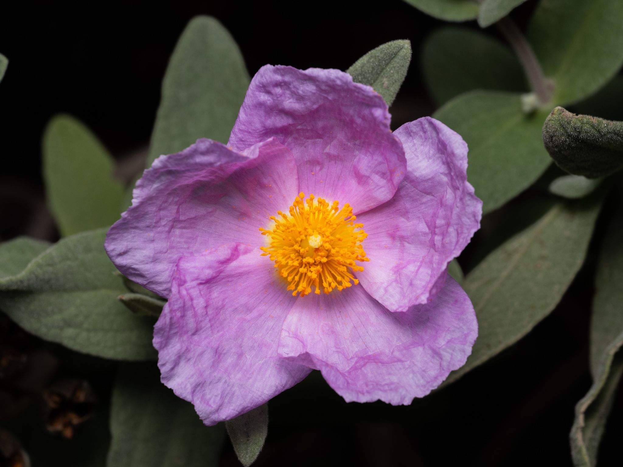 Cistus albidus