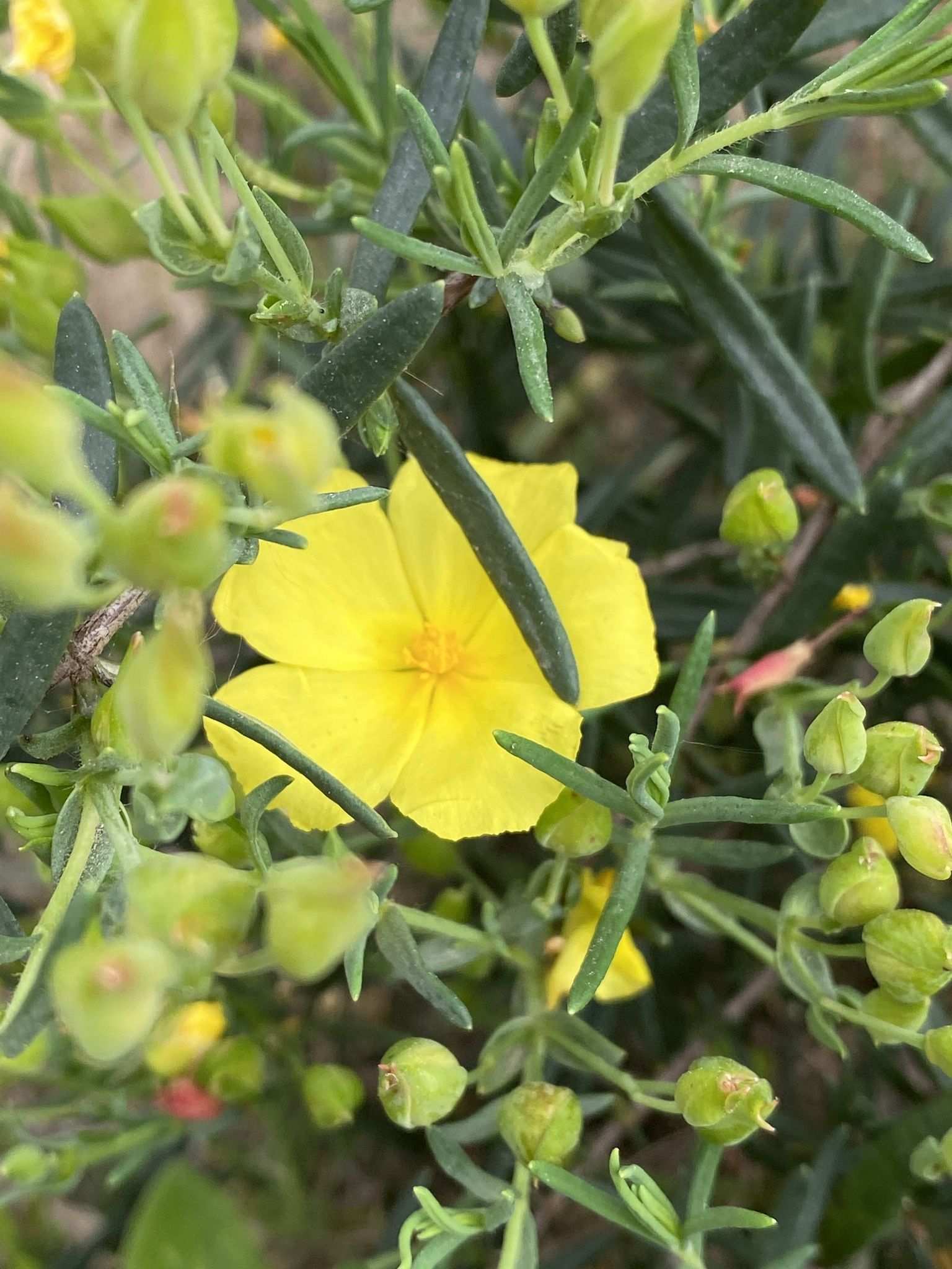 Cistus calycinus