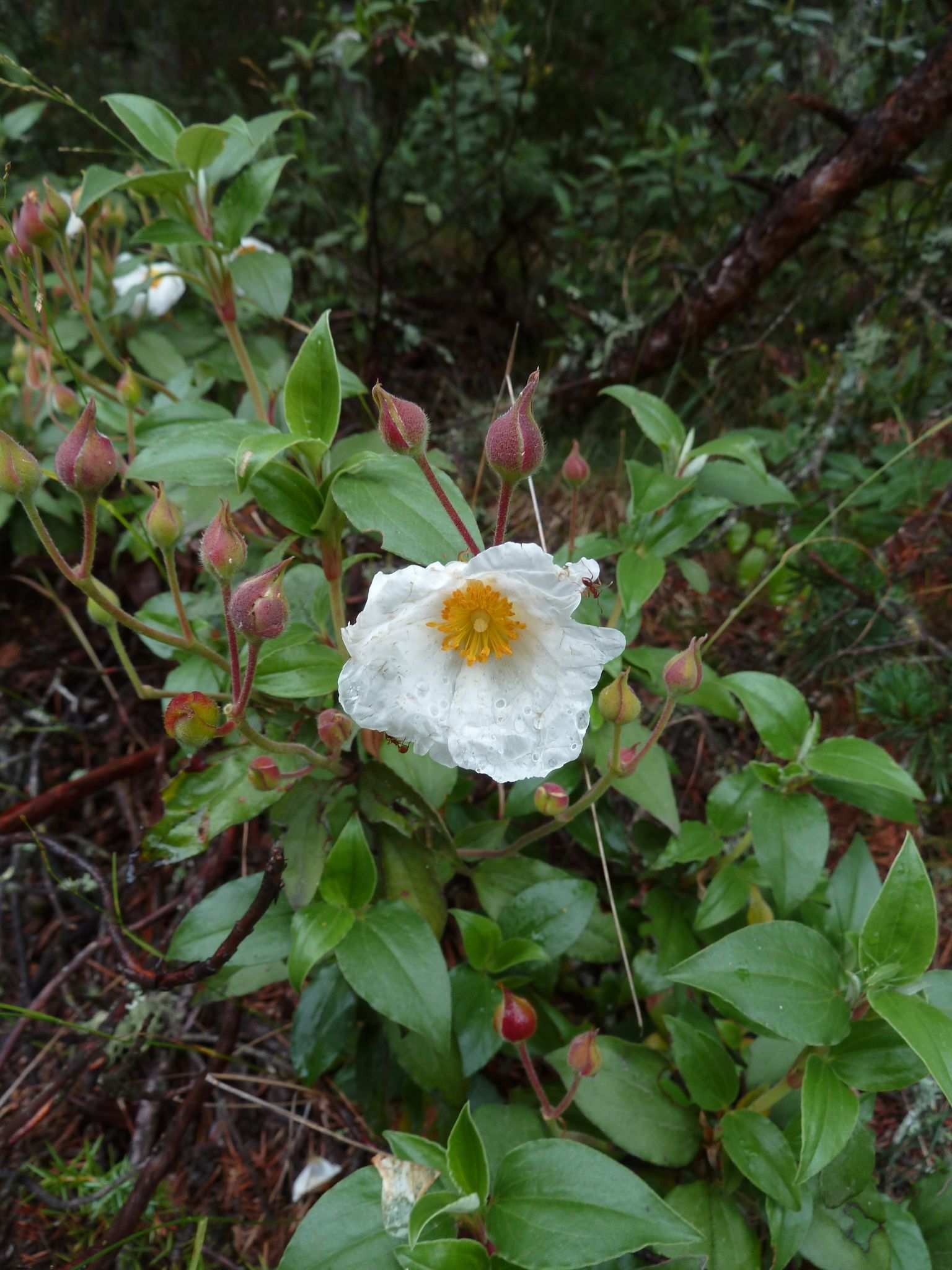 Cistus laurifolius