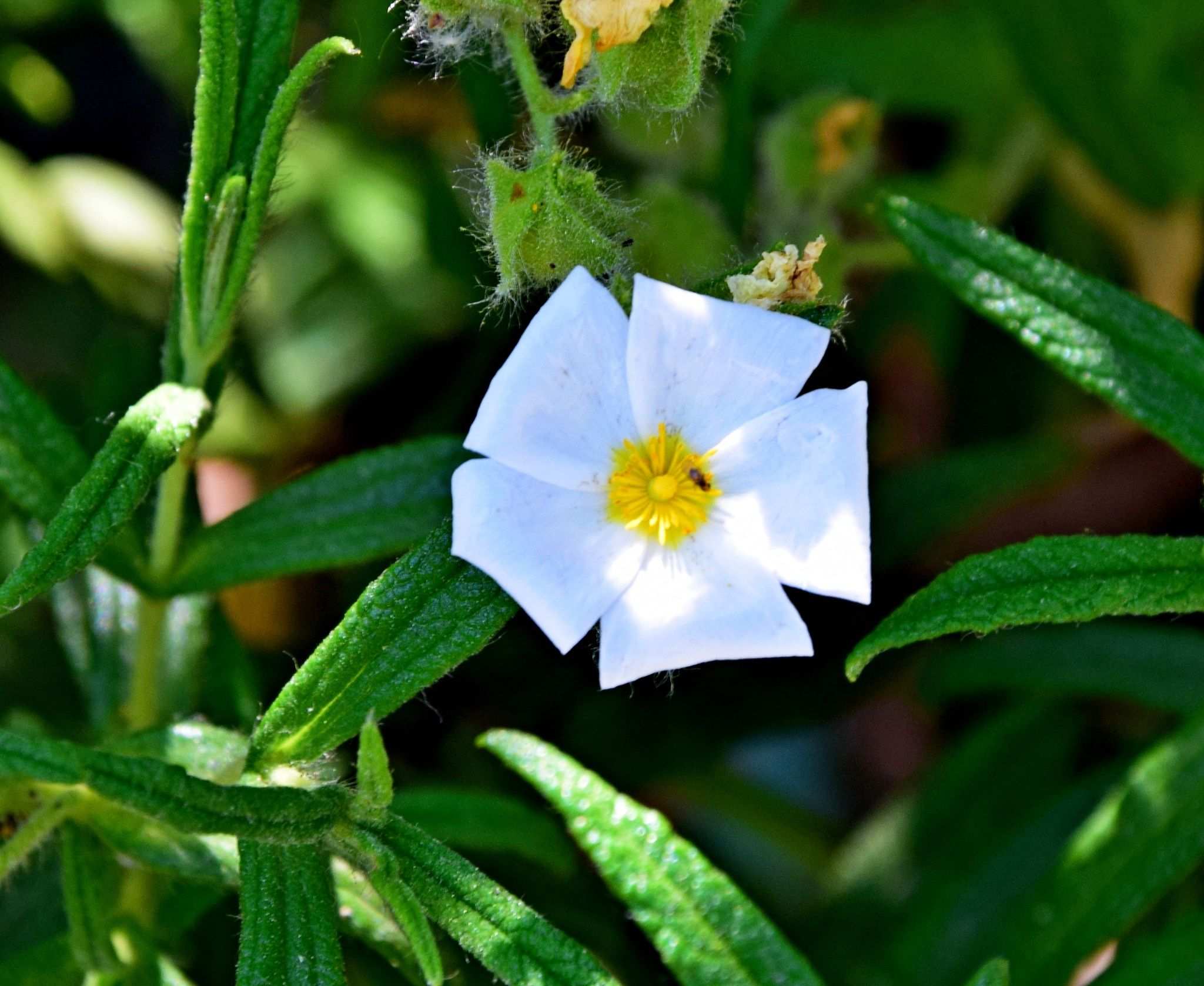 Cistus monspeliensis
