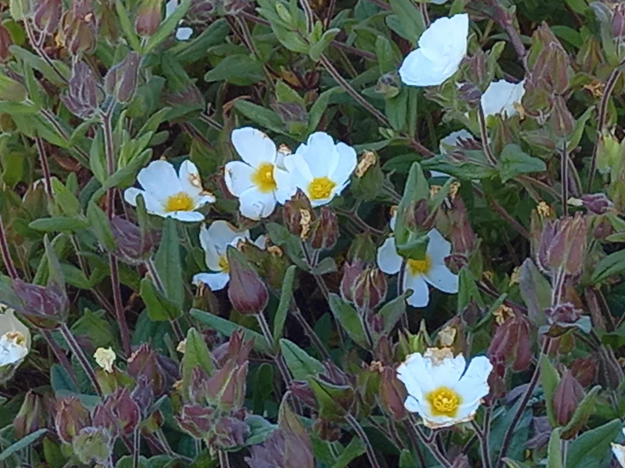 Cistus psilosepalus