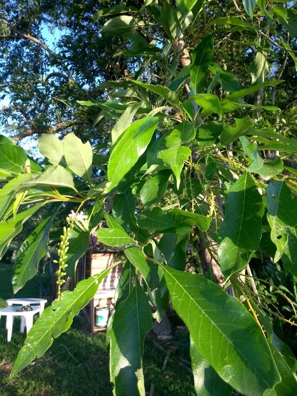 Citharexylum myrianthum