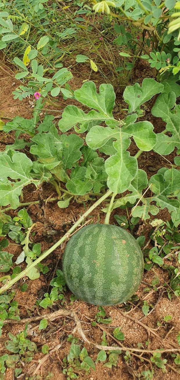 Citrullus amarus