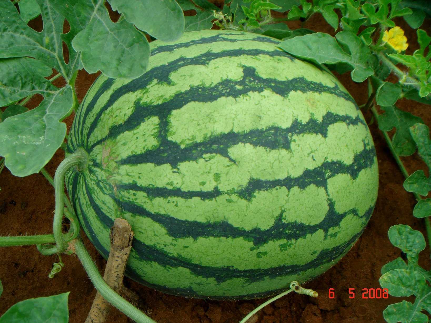 Citrullus lanatus