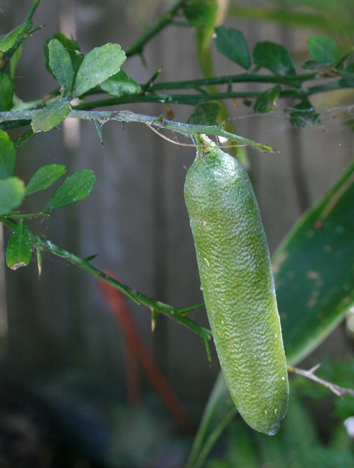 Citrus australasica