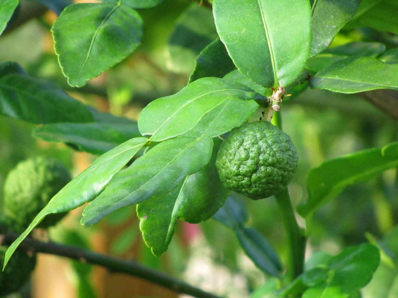 Citrus celebica