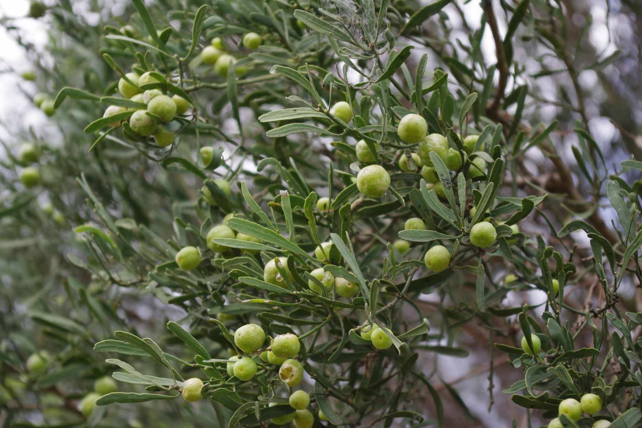Citrus glauca