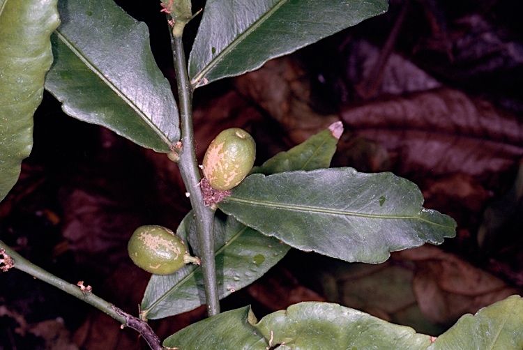 Citrus inodora